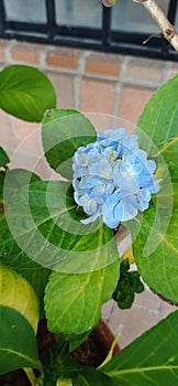 Blue hydrangeas, the most beautiful flower photo