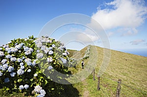 Hortensias in Faial, Azores