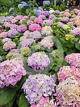 Hortensias garden