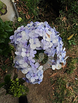 hortensias hydrangeas photo