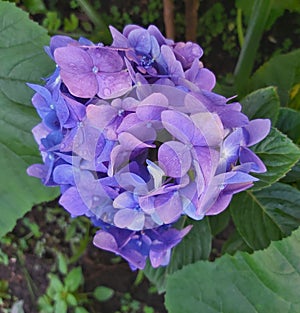 hortensias mexicans violet photo