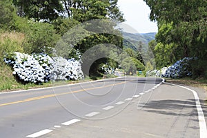 Hortensias in the Road to Gramado