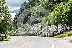 Hortensias in the Road to Gramado photo