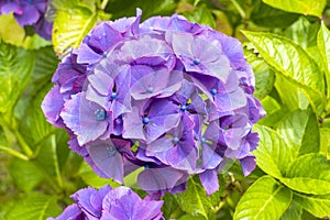Hortensie flower in lila, violet with green background photo