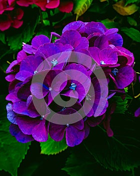 Hortensien hydrangea macro photography edit