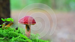 Hortiboletus rubellus mushroom