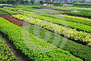 Horticultural farm photo