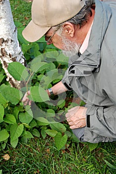 Horticultural therapy