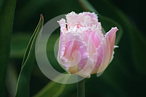 Horticulture aesthetic pinky white soft unusual flower bud tulip in the green grass garden nature background for windows