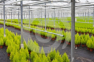 Horticulture with cupressus in a greenhouse