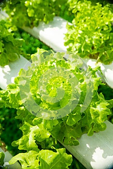 Horticulture, hydroponic farm photo