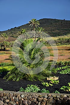 Horticulture and palm trees near Haria, Lanzarote