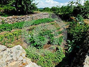 horticulture in a traditional form in Muelas of Cavaliers, Zamora photo