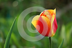 Horticulture Yellow red orange flower bud tulip in the green grass garden nature background for windows