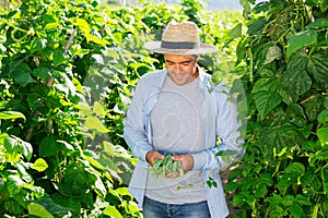 Horticulturist checking crop of bean grown in vegetable garden