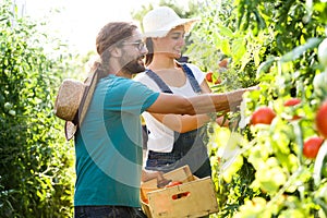 Horticulturist couple harvesting fresh tomatoes and putting on a basket from the garden.