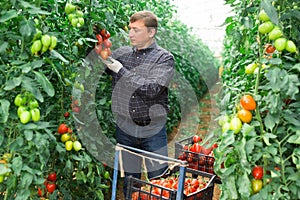 Horticulturist harvesting red tomatoes in farm glasshouse