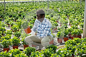 Horticulturist maintaining garden in hothouse