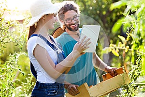 Horticulturist young couple harvesting fresh tomatoes and planning harvest season on a digital tablet in the garden.