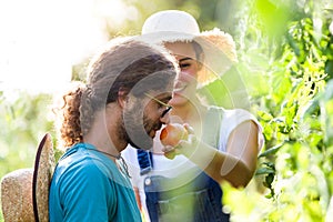 Horticulturist young couple harvesting fresh vegetables and smelling tomatoe from the garden.