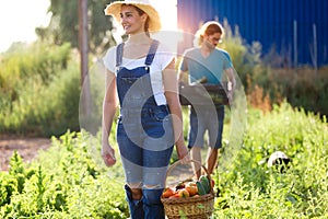 Horticulturist young couple taking care of garden and collecting fresh vegetables in crate.