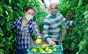 Horticulturists in medical masks harvesting tomatoes in hothouse