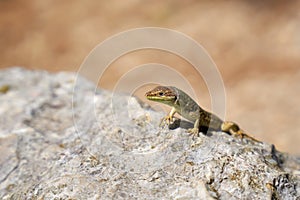 Horvath`s rock lizard Iberolacerta horvathi on a rock photo