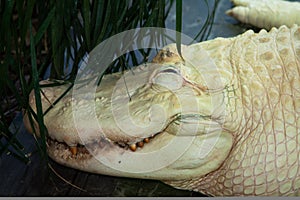 Horzontal albino cayman