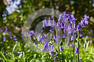 Horzontal format of bluebells, Hyacinthoides, wild flowers in spring time