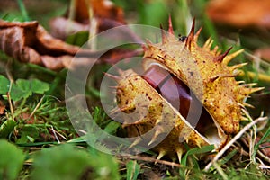 Horse chestnut in shell photo