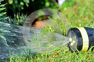 Hose pipe sprinkler watering garden lawn and flower bed