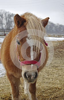 Hose with the white blaze on it's head