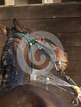 Hosing Down A Horse