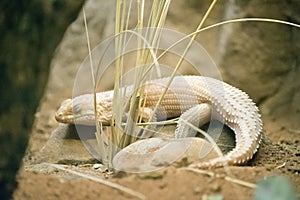 The hosmer`s skink is on rocky soil, he has his eyes closed and resting