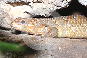 Hosmer`s spiny-tailed skink