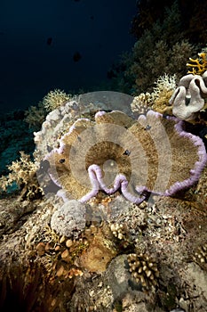 Host anemone and fish in the Red Sea.