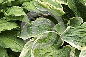 Host leaves after rain with water drops. Macro panorama.