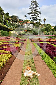 A host of Madeira botanical garden - ginger-ish cat