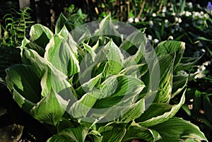 Hosta