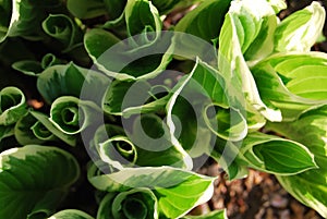 Hosta