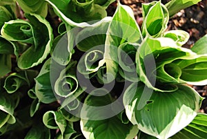 Hosta