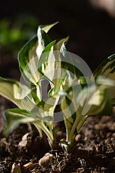 Hosta