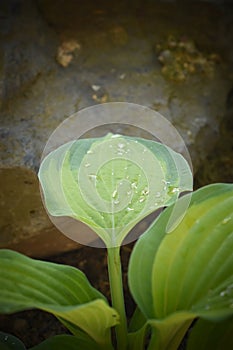 Hosta