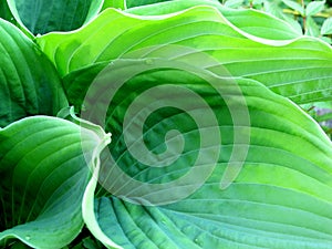 Hosta