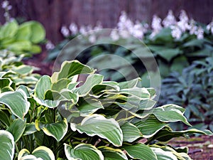 Hosta