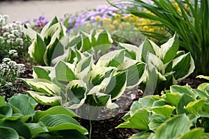 Hosta photo