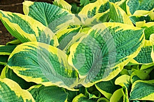 Hosta american halo