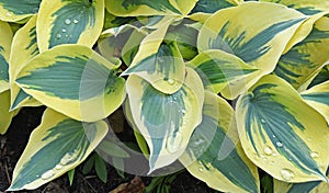 Hosta autumn frost variety photo