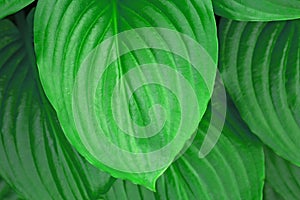 Green summer tropical background. Hosta plant