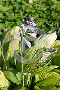 Hosta blooms in the summer garden